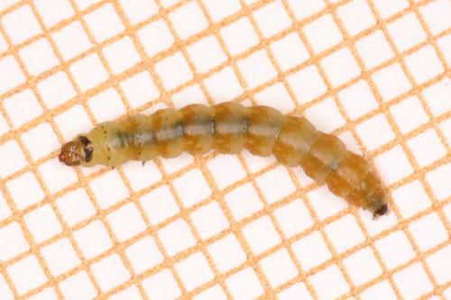 Réf. 269 192 : Scrobipalpa acuminatella